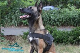 Handsome *Pivot Belgian Malinois in Nylon Dog Tracking Harness