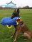 *Cobra Trains with French Linen Soft Puppy Sleeve for Belgian Malinois 30% DISCOUNT