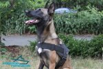 Handsome *Pivot Belgian Malinois in Nylon Dog Tracking Harness