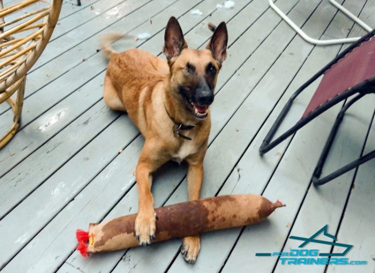 *Argo Playing with Huge Leather Bite Tug with 2 Handles for Belgian Malinois