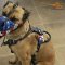 Belgian Malinois Looks Perfect in Leather Dog Harness with Handpainted American Flag
