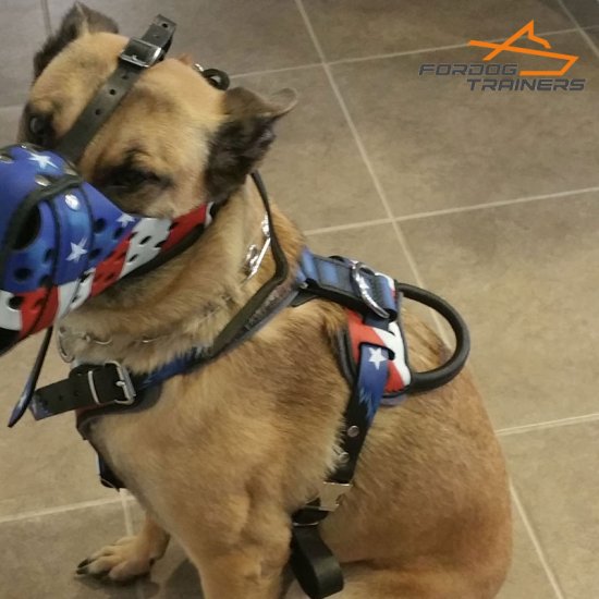 Belgian Malinois Looks Perfect in Leather Dog Harness with Handpainted American Flag