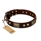 "Magic Amulet" Brown Leather Dog Collar with Skulls and Plates