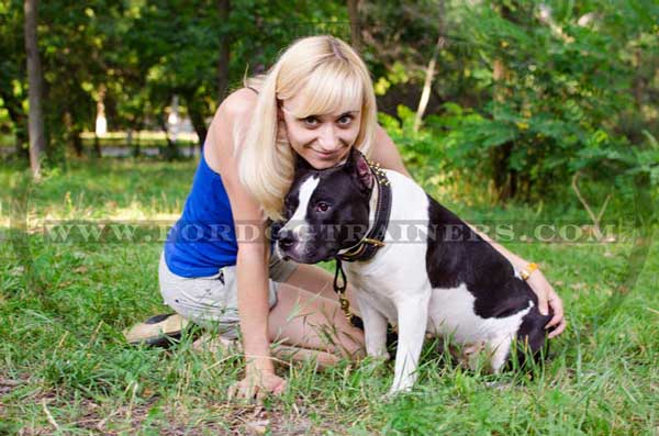 Spiked Amstaff Collar Nappa Leather Walking Supply