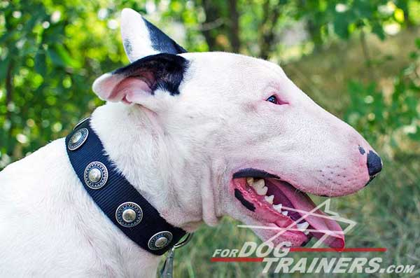 Fashionable Accessory for Bull Terrier