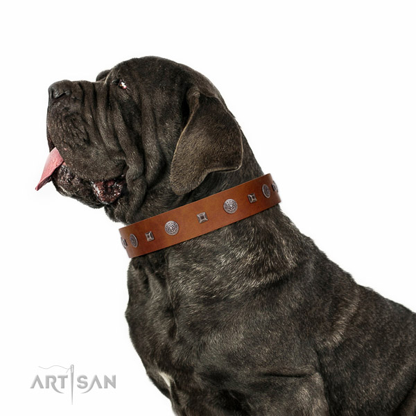 Extraordinary walking tan leather Mastino Neapoletano collar with chic decorations