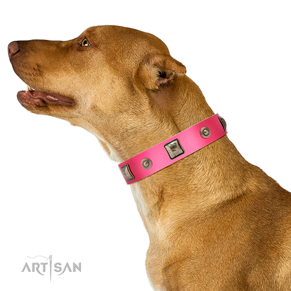 Decorated leather Dalmatian collar for comfortable
walking