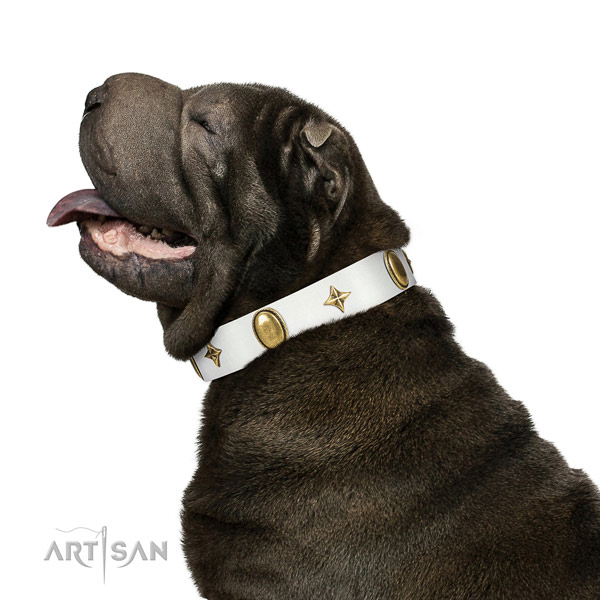 Daily walking Shar Pei  collar of exceptional quality genuine leather