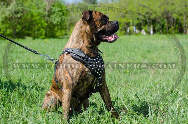 Studded Leather Boxer Harness with Adjustable Straps