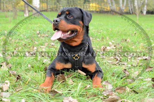 Softly Padded Leather Dog Harness