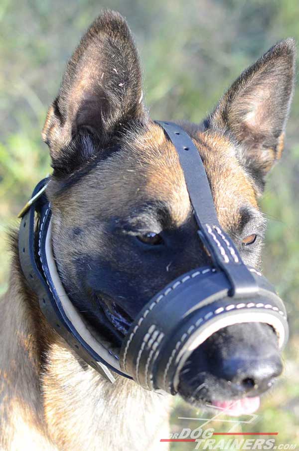 Belgian Malinois Muzzle for Walking and Training