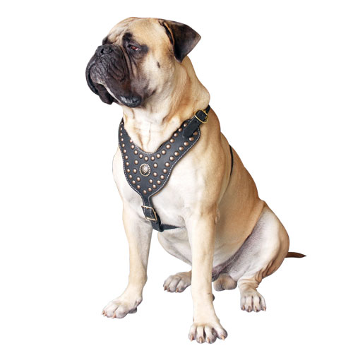 Designer Studded Leather Dog Harness for Royal Walking and Training