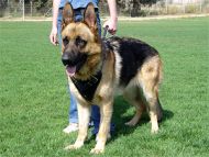 Agitation Leather Dog Harness Padded